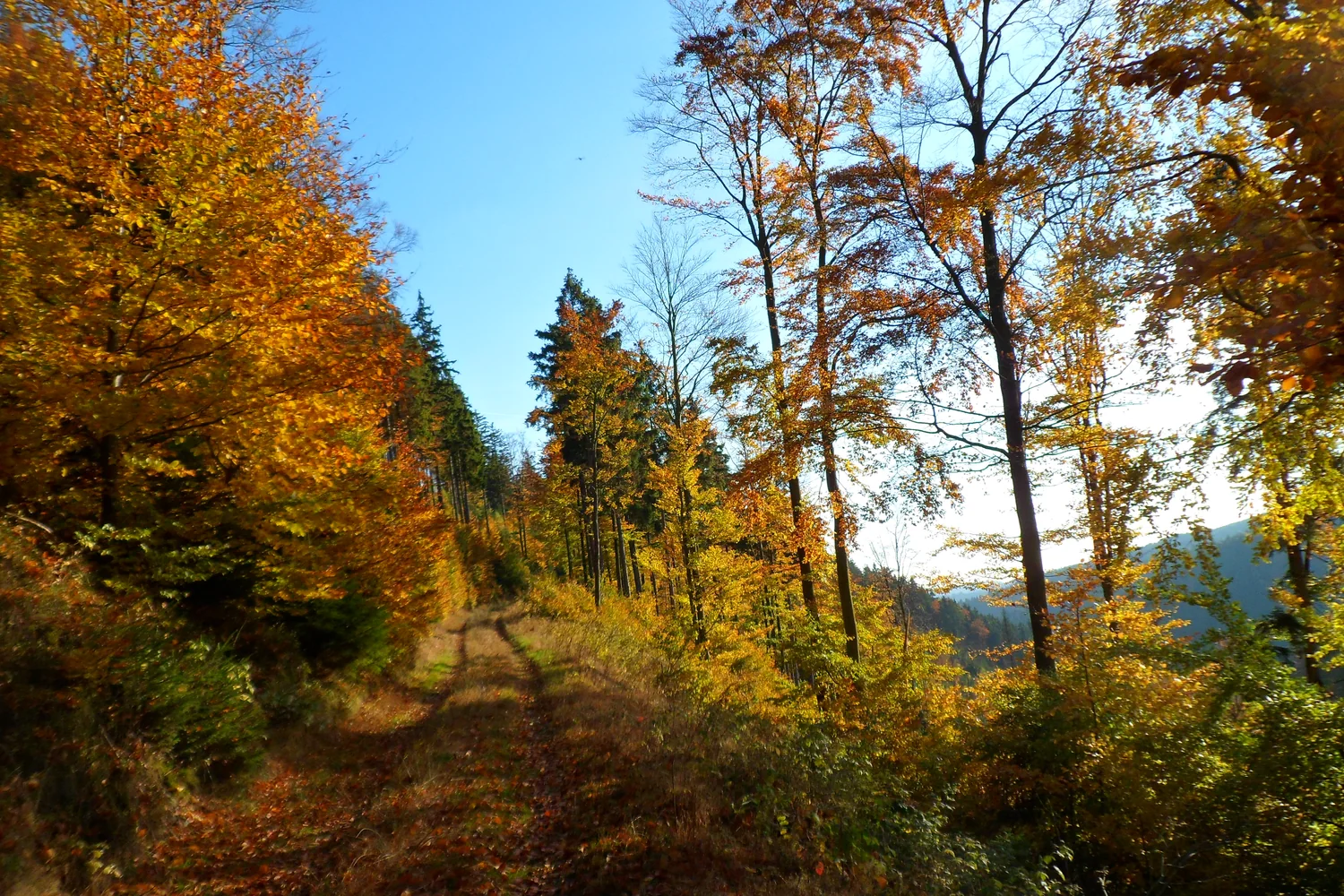 Waldweg zwischen herbstlichen Bäumen in der Umgebung des Berggasthofs