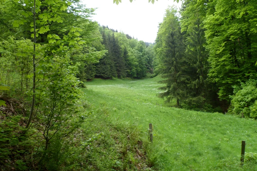 Grüne Wiese zwischen dicht belaubten Bäumen und Nadelwald.