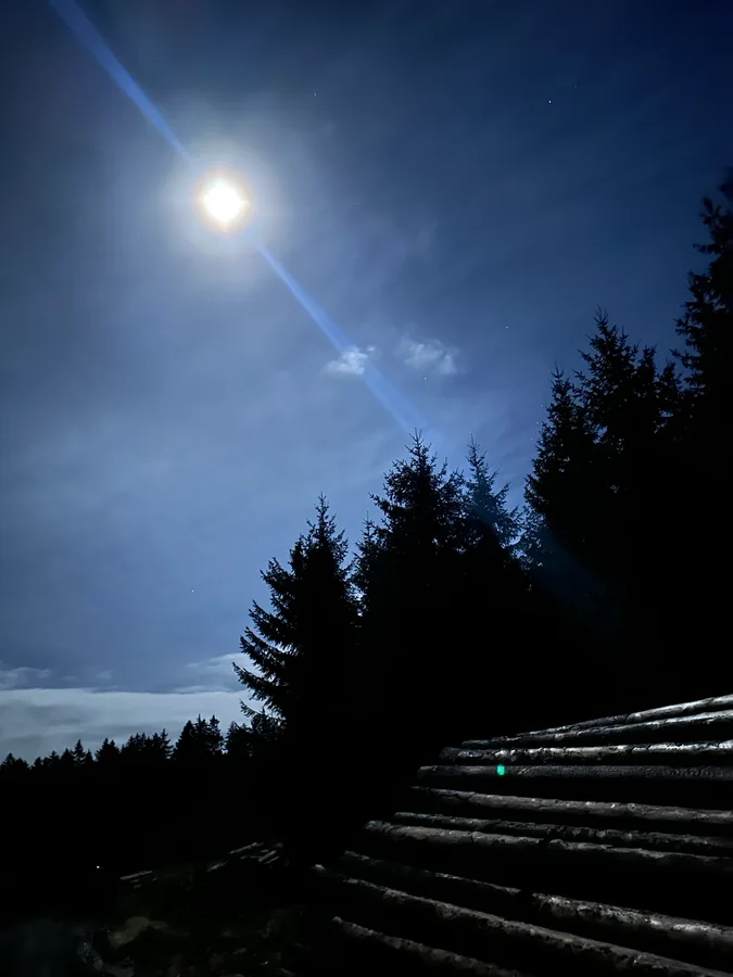 Heller Mond über dunklen Nadelbäumen; im Vordergrund liegen gestapelte Baumstämme.
