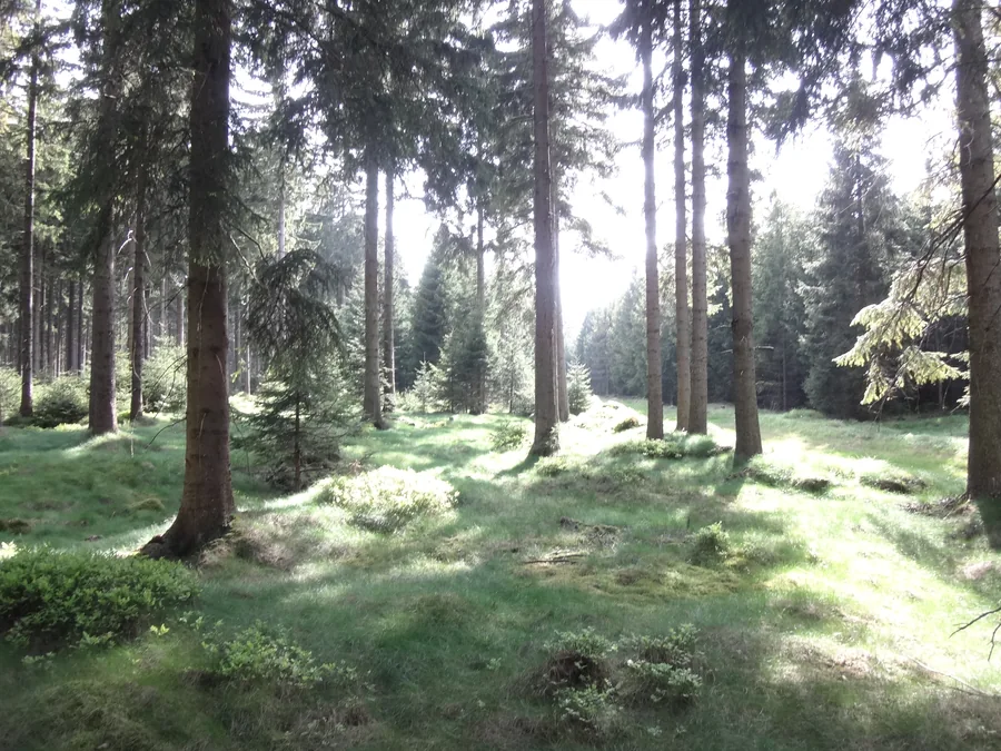 Sonnenlicht fällt zwischen hohen Nadelbäumen auf einen grünen Waldboden.