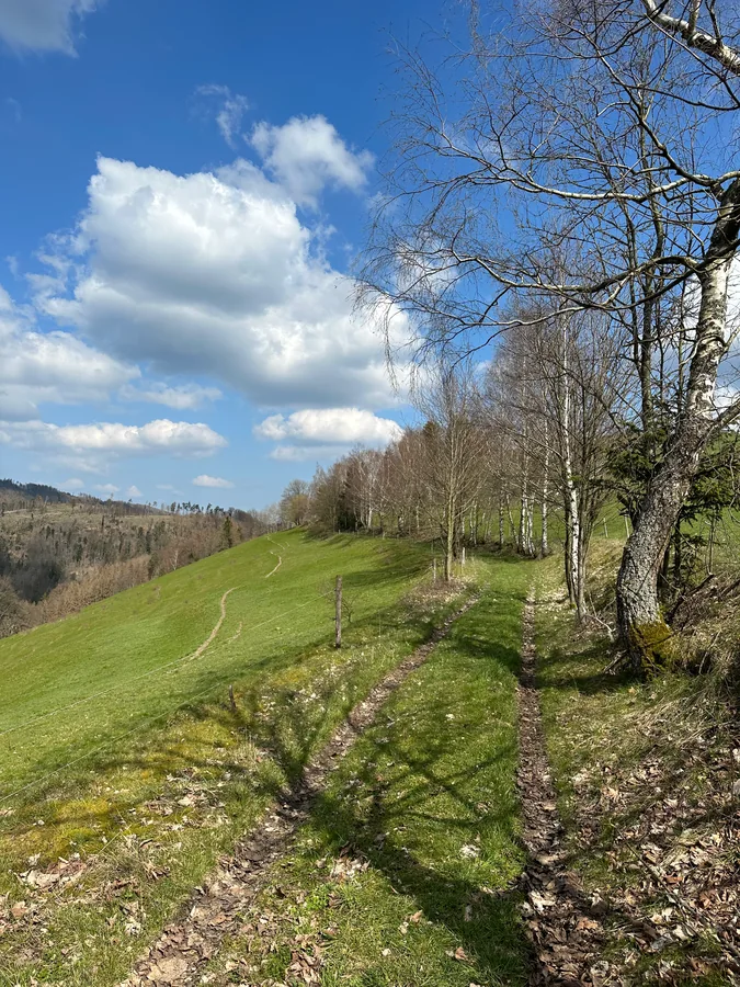 Schmaler Weg am grünen Hang mit Birken, darüber blaue Himmelsflächen und weiße Wolken.