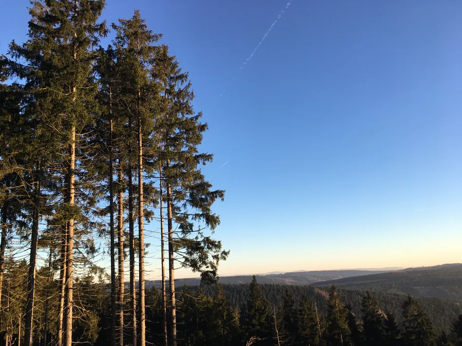 Hohe Nadelbäume vor blauem Himmel und fernen bewaldeten Hügeln im warmen Licht.