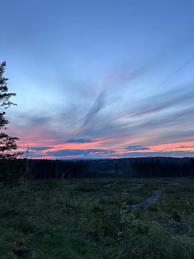 Rosa und blaue Wolkenstreifen über dunklem Wald und einer offenen Fläche.