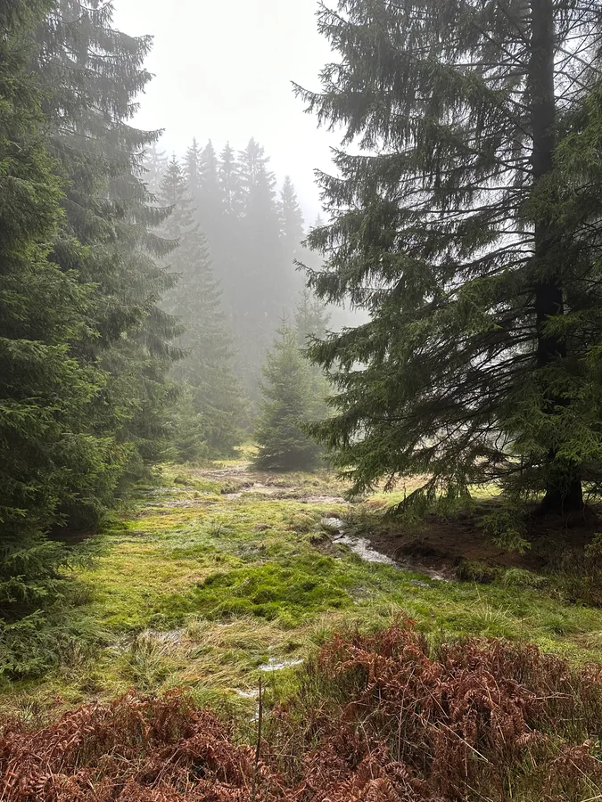 Schmaler, moosiger Waldweg zwischen Nadelbäumen im Nebel.
