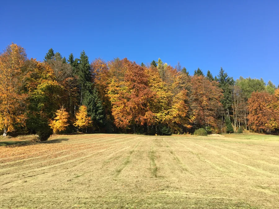 Gelb und orange gefärbter Waldrand hinter einer gemähten Wiese unter blauem Himmel.