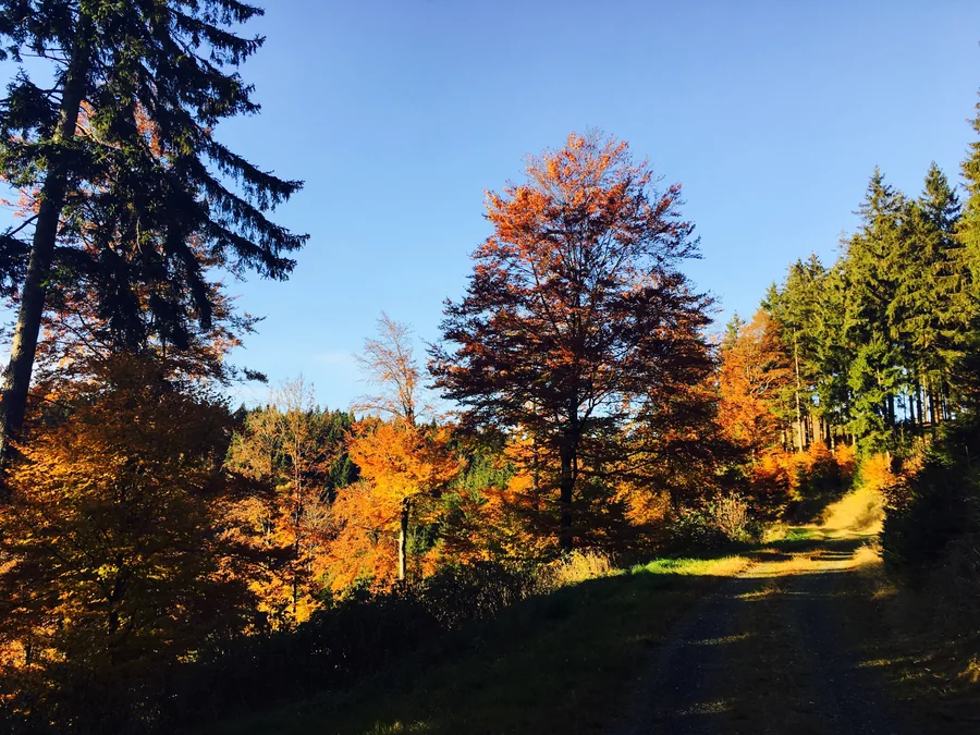 Orange gefärbter Laubbaum an einem sonnenbeschienenen Waldweg zwischen Nadelbäumen.