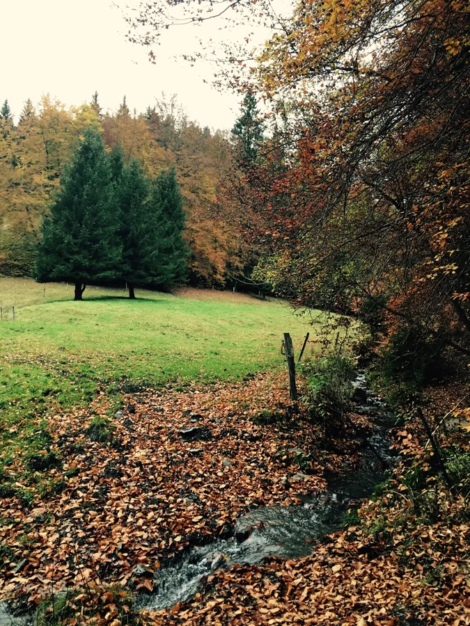 Kleiner Bachlauf zwischen gefallenem Laub, einer grünen Wiese und herbstlichen Bäumen.