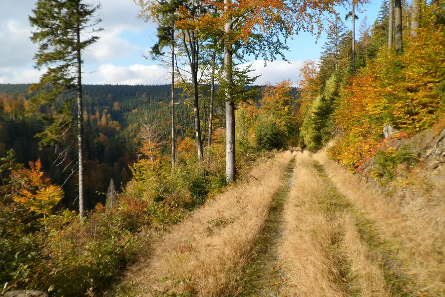 Grasbewachsener Weg entlang eines Hangs mit gelb und orange gefärbten Bäumen und Blick auf bewaldete Höhen.