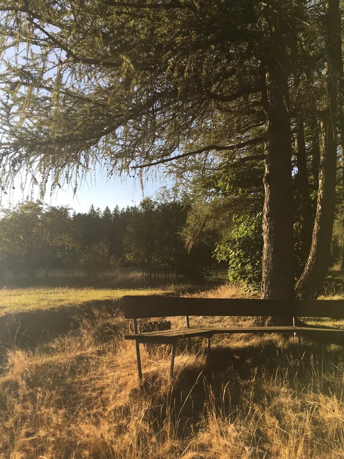 Holzbank unter Bäumen, umgeben von trockenem Gras im tief stehenden Sonnenlicht.