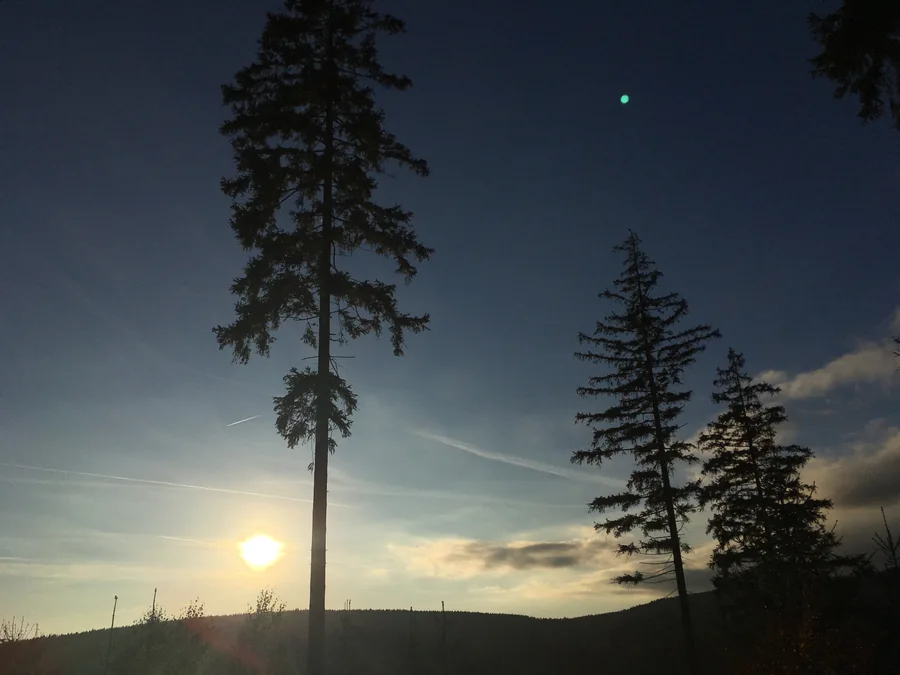 Tief stehende Sonne zwischen dunklen Nadelbaumsilhouetten über einer hügeligen Landschaft.