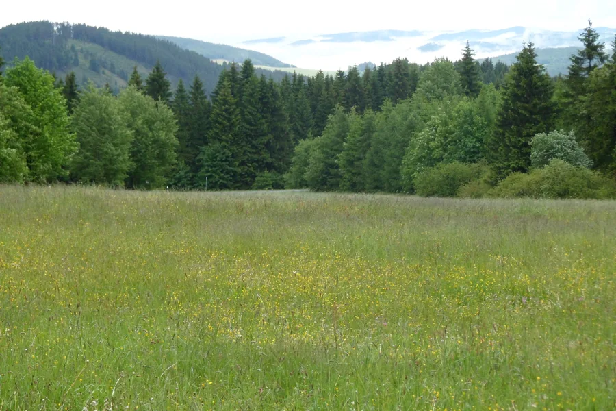 Grüne Wiese mit kleinen gelben Blüten vor einem Wald und fernen nebligen Hügeln.