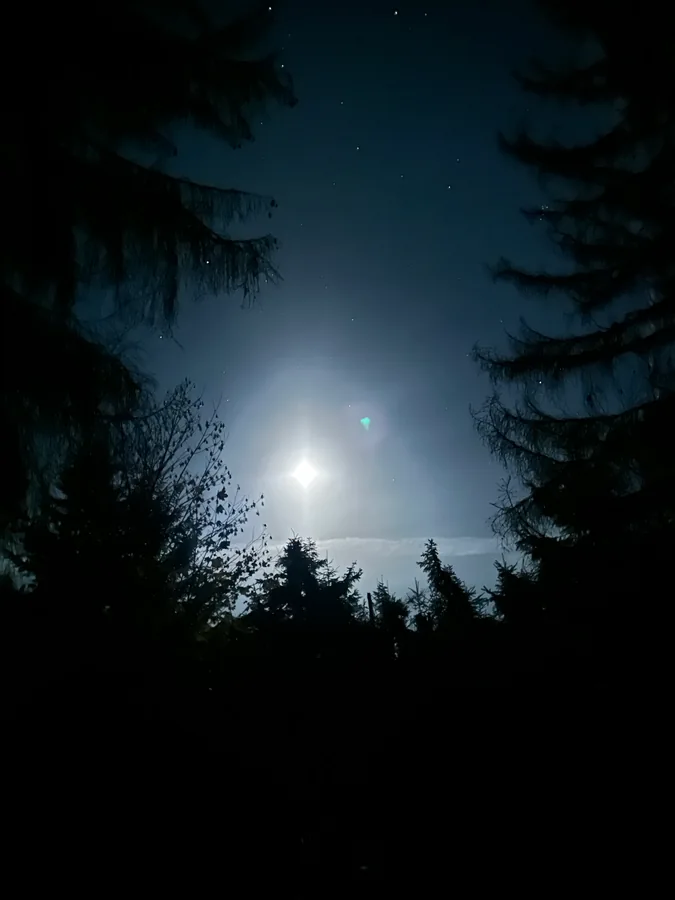 Heller Mond und einzelne Sterne zwischen den dunklen Silhouetten hoher Nadelbäume.