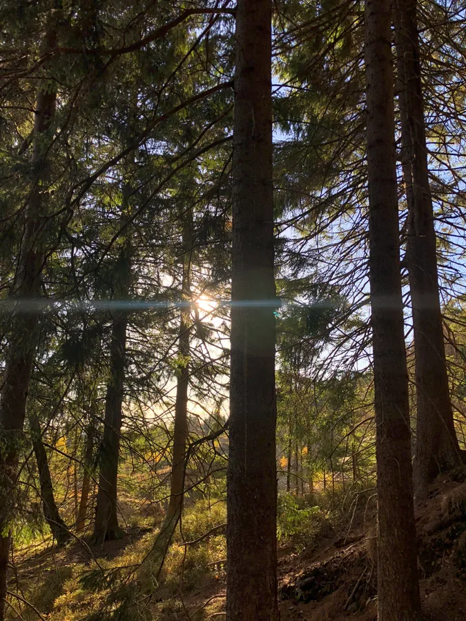 Sonne zwischen Nadelbaumstämmen und Zweigen über einem bewachsenen Waldboden.