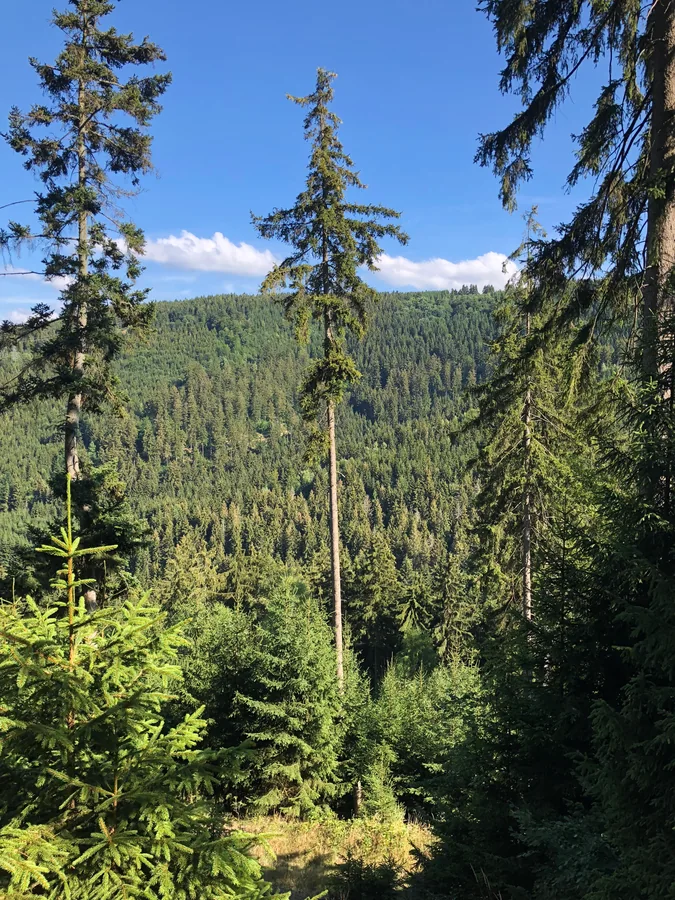 Hohe Nadelbäume vor einem dicht bewaldeten Hang und blauem Himmel.