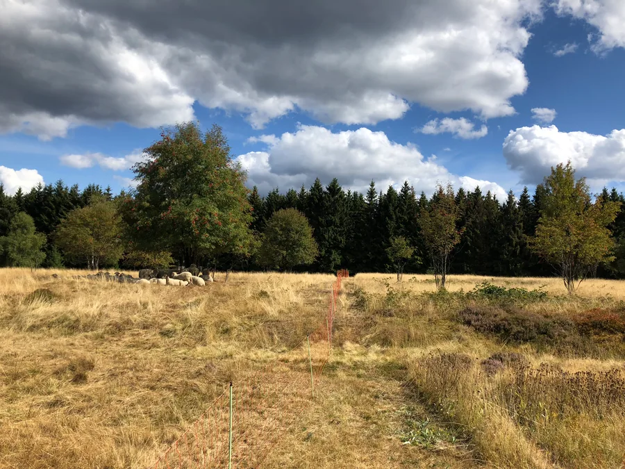 Schafe unter einem Baum auf einer trockenen Wiese vor Wald und großen Wolken.