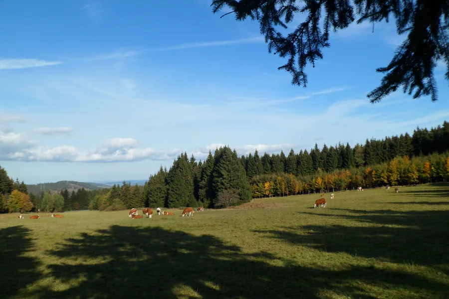 Kühe auf einer grünen Hangweide unter blauem Himmel, mit Wald im Hintergrund.