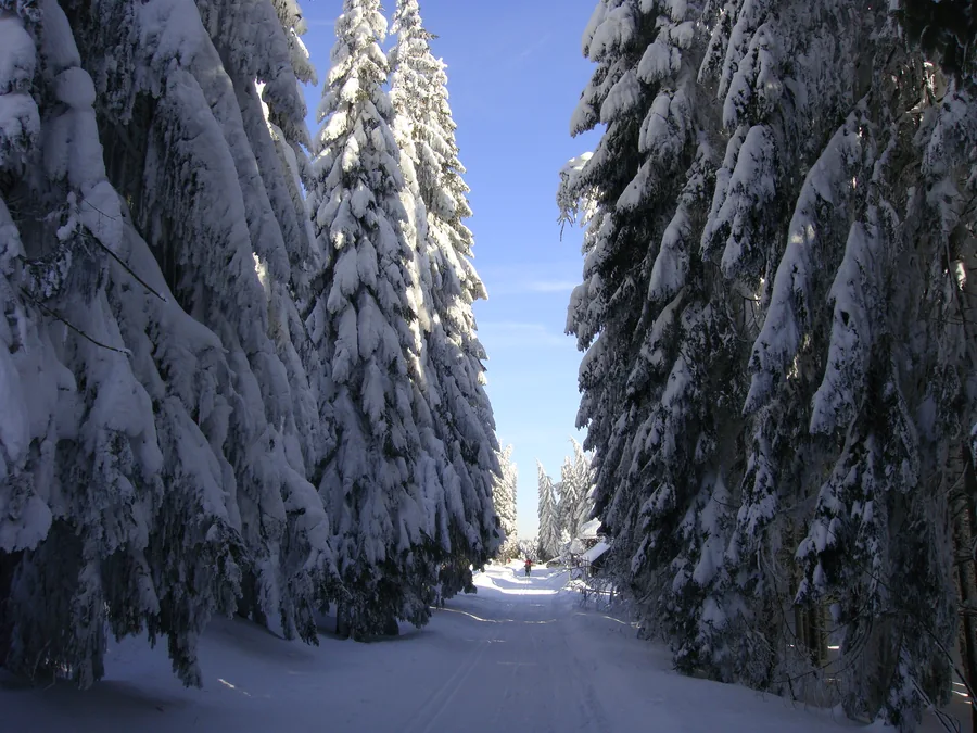 Breiter weißer Weg zwischen dicht verschneiten Nadelbäumen unter blauem Himmel.