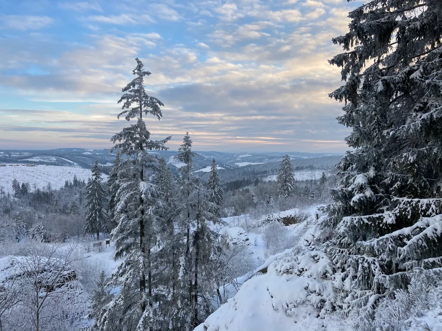Schneebedeckte Nadelbäume vor weiten Waldhöhen unter blauem Himmel mit hellen Wolken.