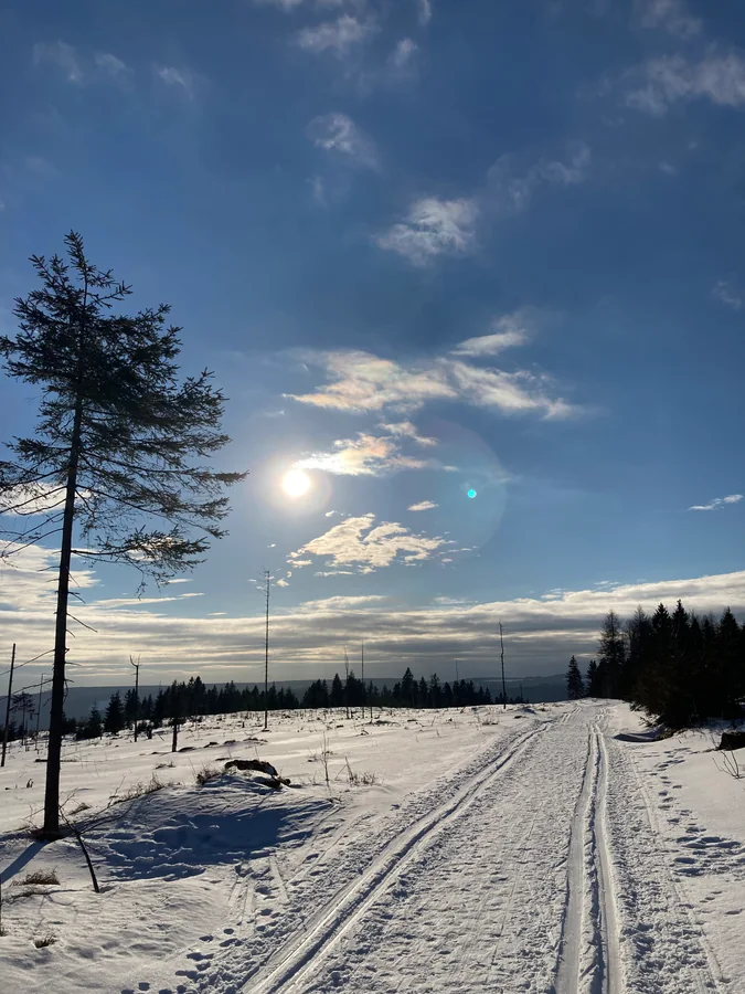 Zwei parallele Spuren führen über eine Schneefläche zwischen vereinzelten Bäumen in das tiefe Sonnenlicht.