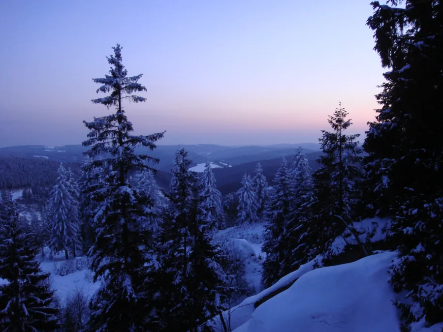Schneebedeckte Nadelbäume vor fernen Waldhöhen unter einem blauen und rosafarbenen Himmel.
